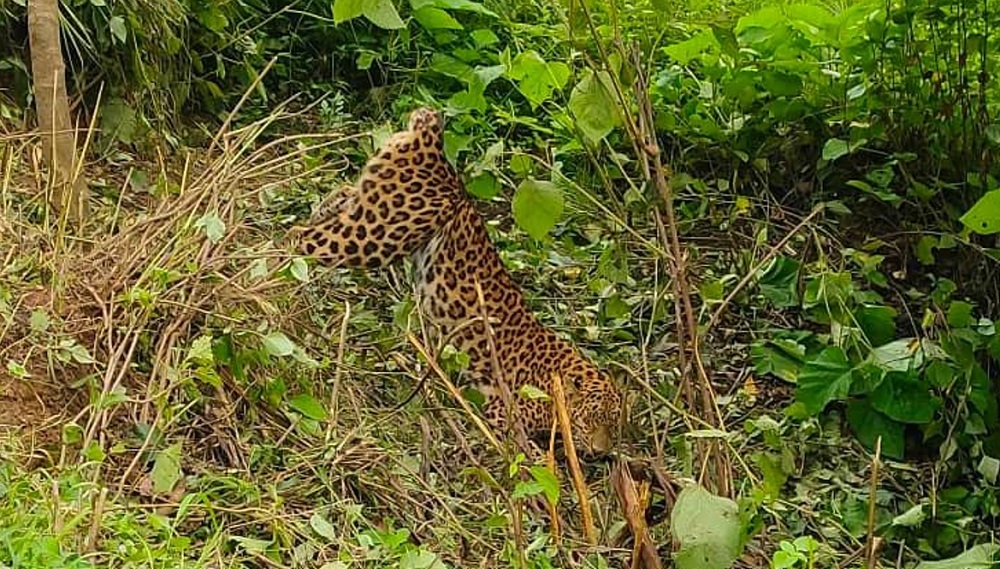 बैतडीमा बँदेलका लागि थापेको  पासोमा फसेर  चितुवाको मृत्यु