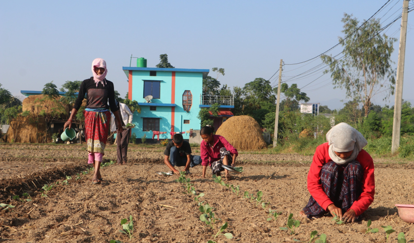 पन्ध्र कट्ठामा तरकारीखेती गरेर वार्षिक पाँच लाख आम्दानी