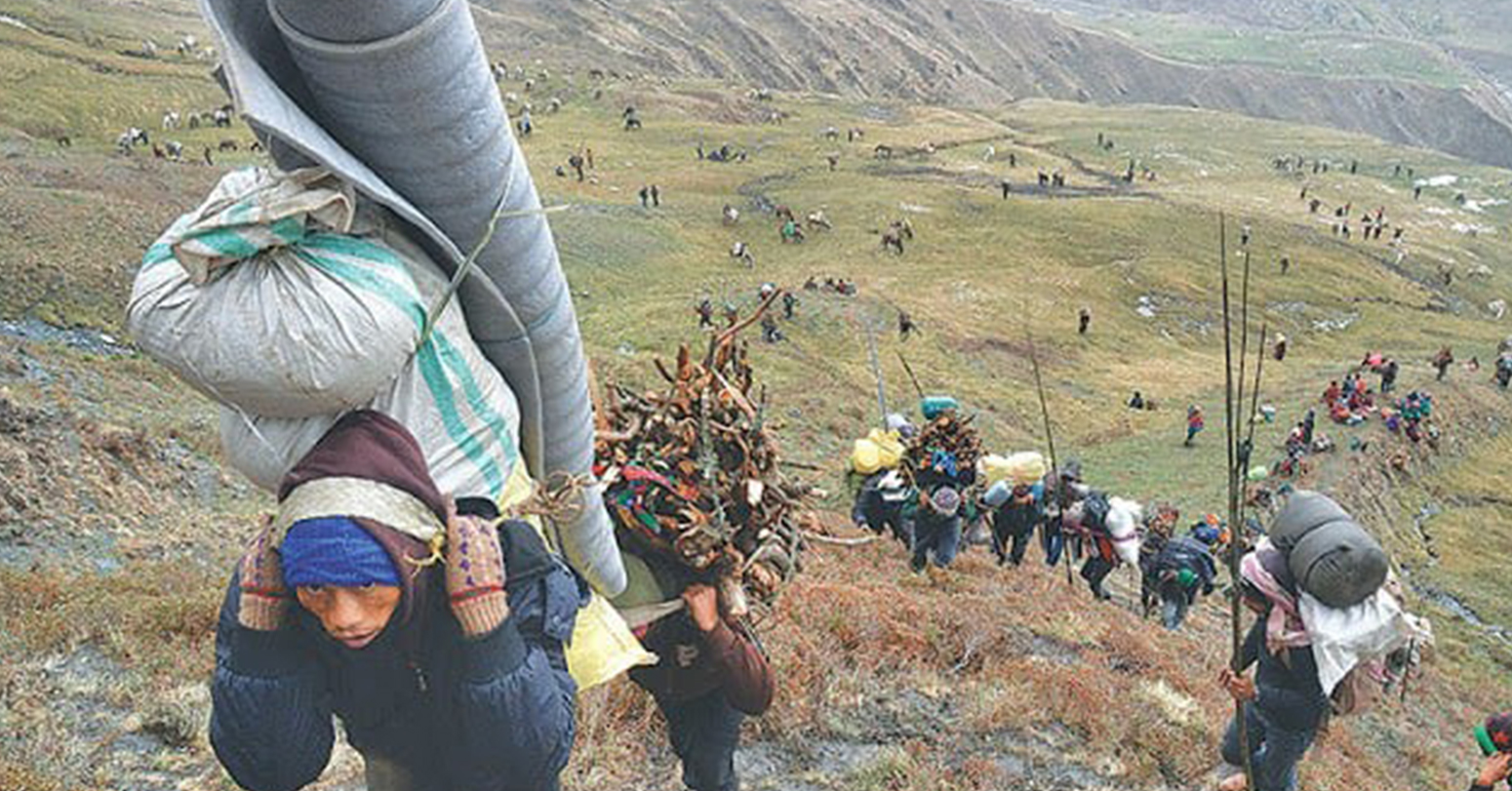 यार्सागुम्बा संकलनका लागि अनुमतिपत्र वितरण सुरु